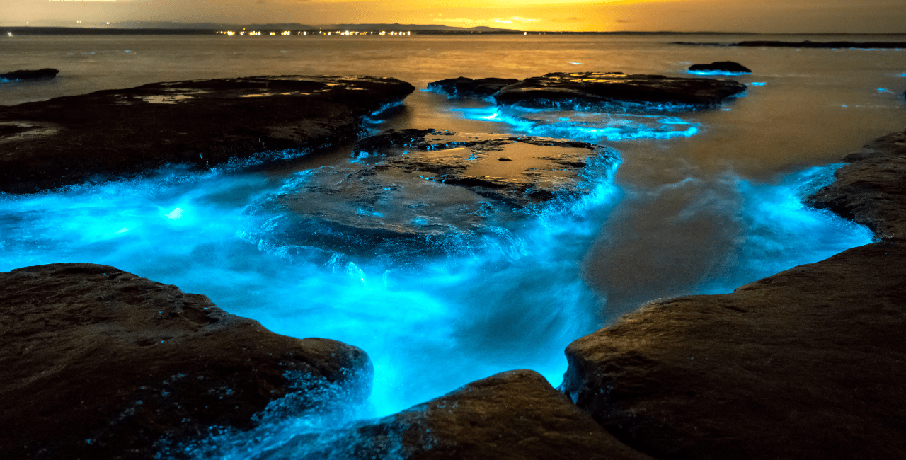 What Causes the Bioluminescent Bays to Glow?