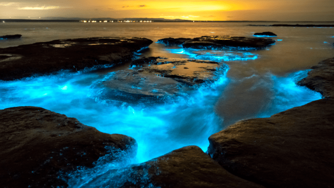 What Causes the Bioluminescent Bays to Glow?