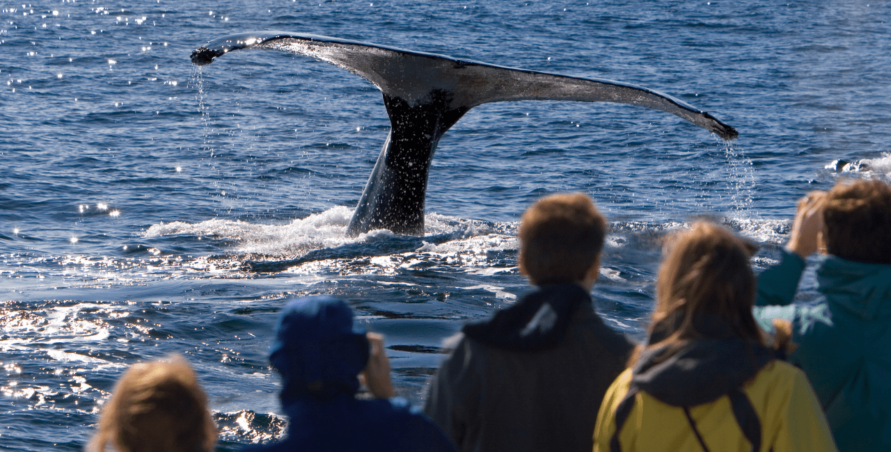 10 Best U.S. Destinations for Whale Watching