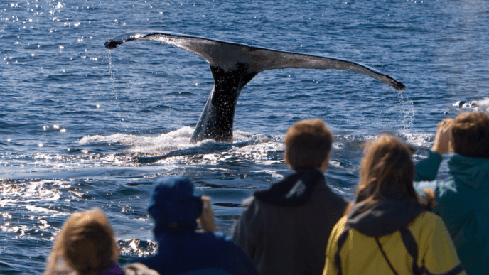 10 Best U.S. Destinations for Whale Watching
