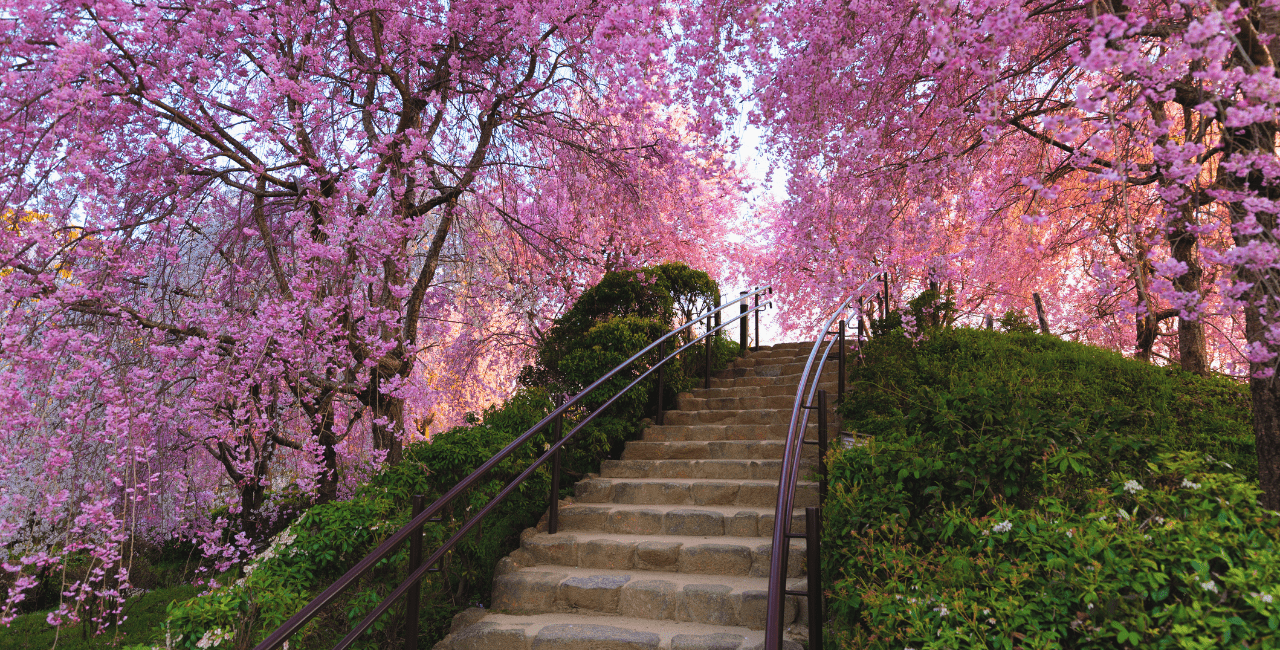 What’s So Special About Japan’s Cherry Blossoms?