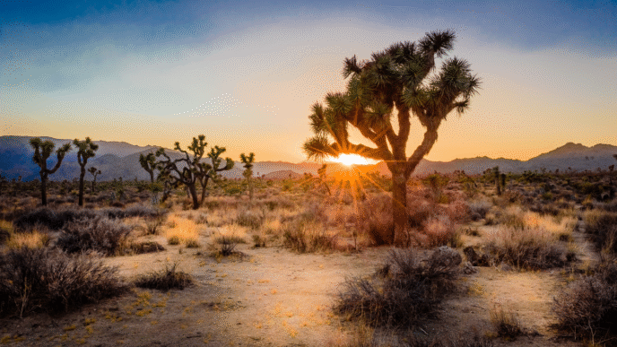 8 Spectacular Desert Destinations in the USA