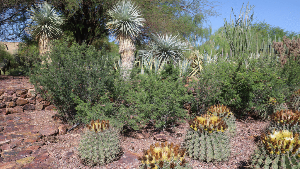5. Desert Botanical Garden – Phoenix, Arizona