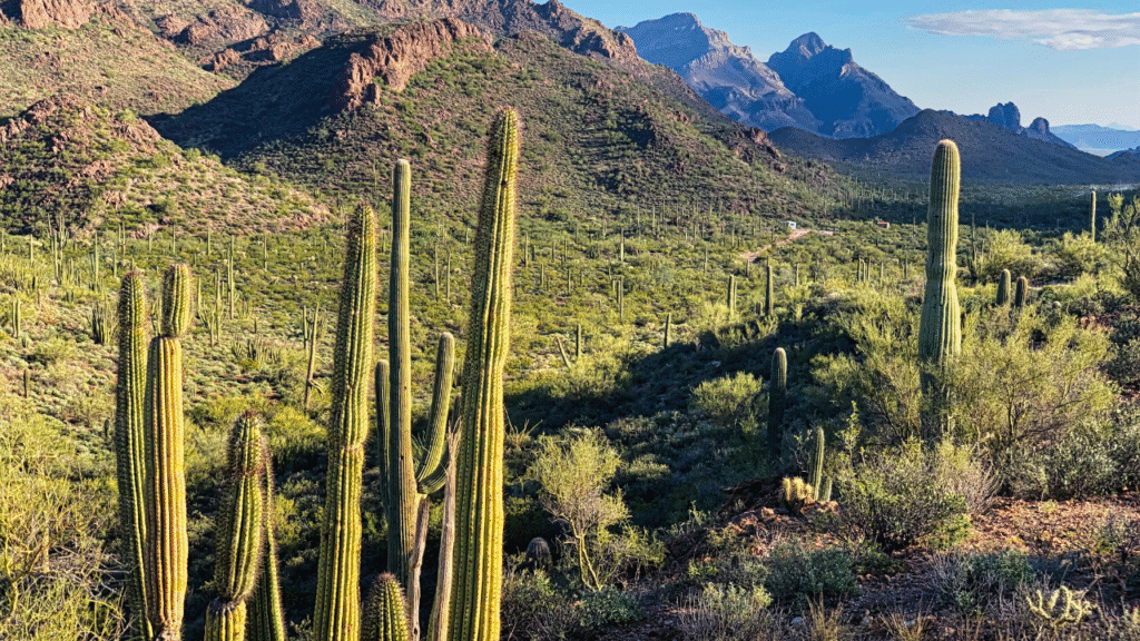 5. Organ Pipe Cactus, Arizona