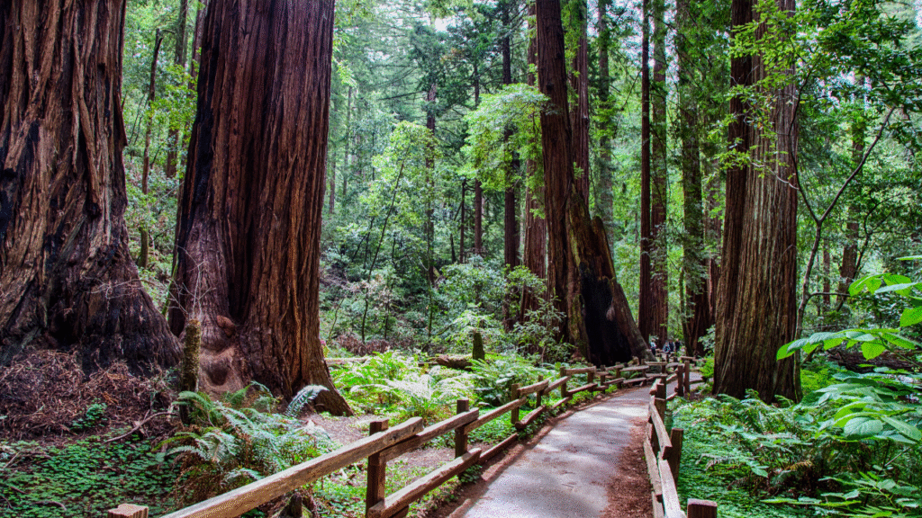 8. Muir Woods, California