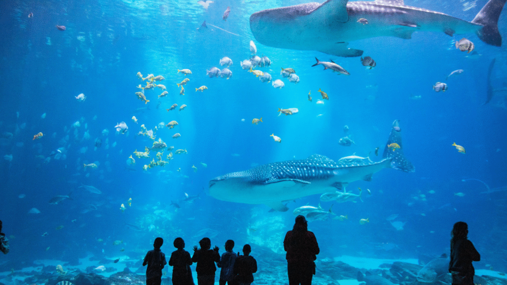 1. Georgia Aquarium – Atlanta, Georgia