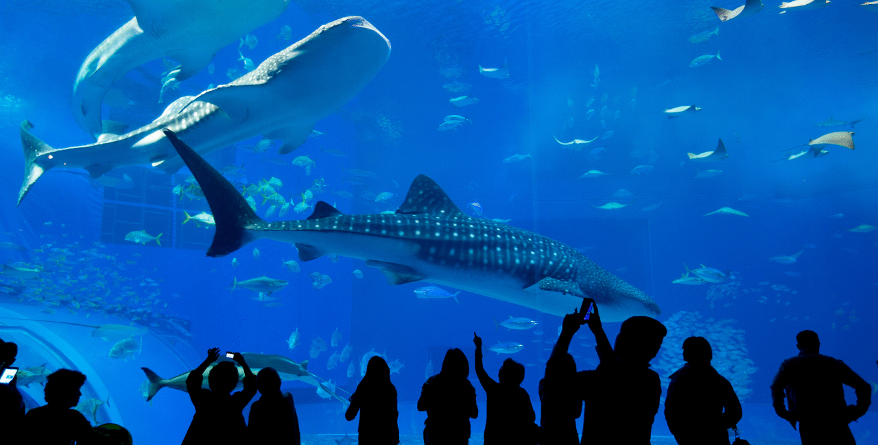 10 Top Aquariums in the United States for Families