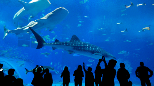 10 Top Aquariums in the United States for Families
