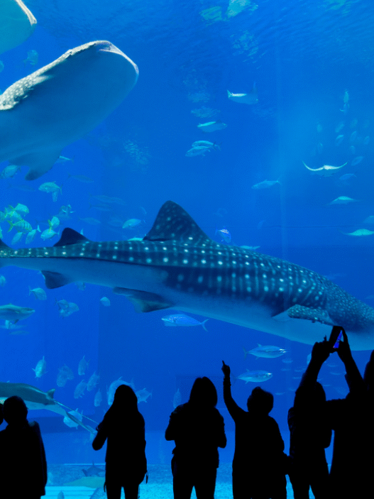10 Top Aquariums in the United States for Families