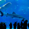 10 Top Aquariums in the United States for Families