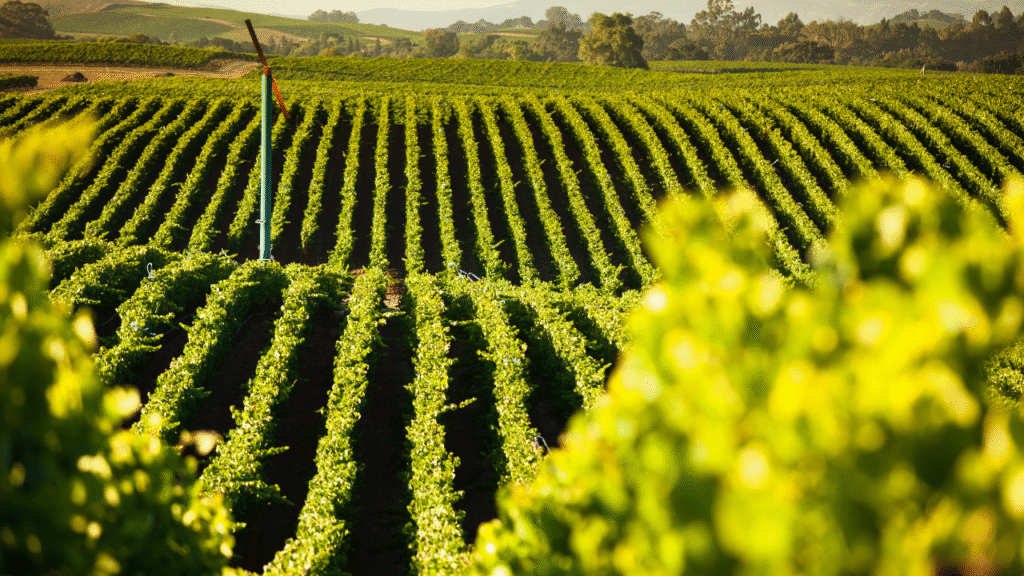 2. Sonoma County, California