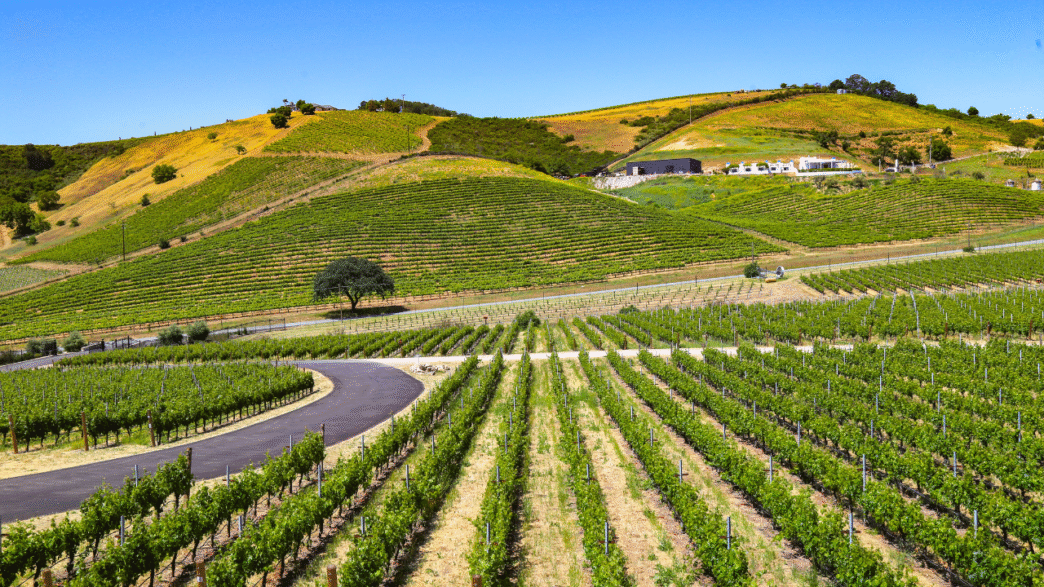 6 Wine Regions in the U.S.