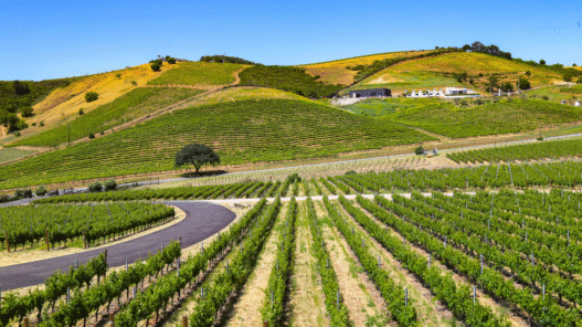 6 Wine Regions in the U.S.