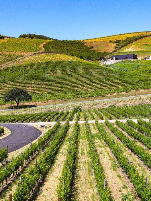 6 Wine Regions in the U.S.