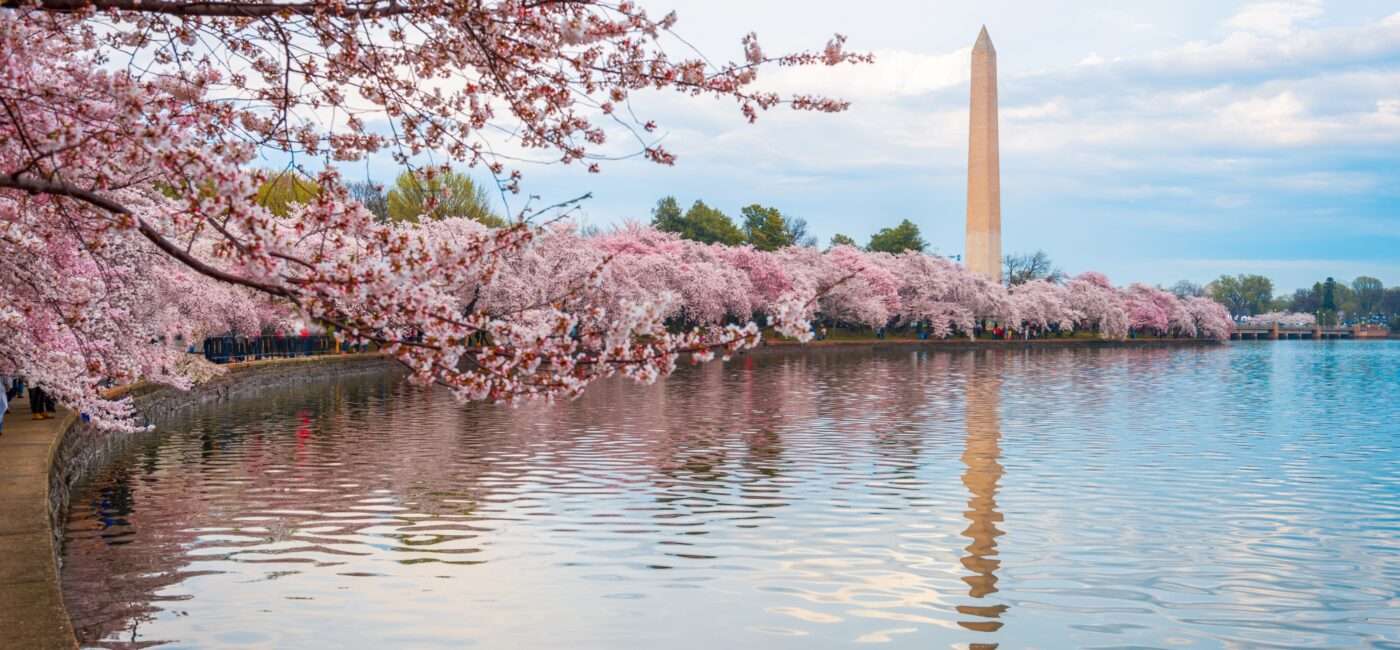 10 Best Cherry Blossom Places in the US