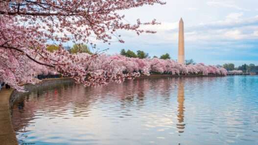10 Best Cherry Blossom Places in the US