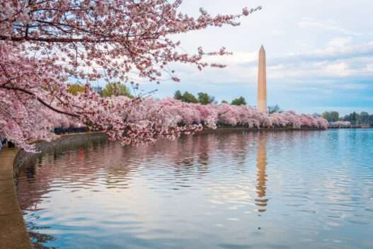 10 Best Cherry Blossom Places in the US