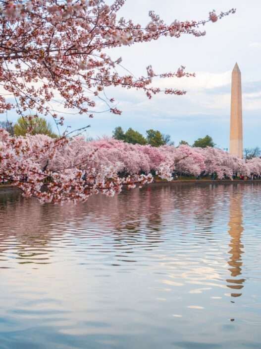 10 Best Cherry Blossom Places in the US