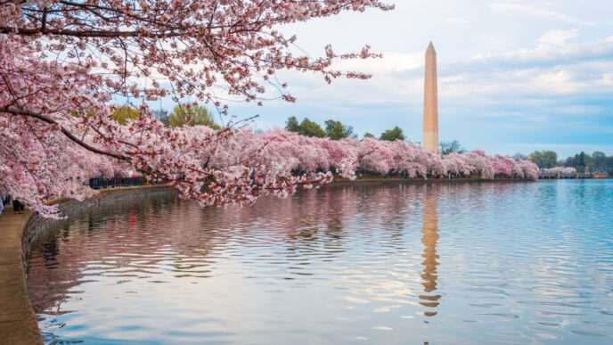 10 Best Cherry Blossom Places in the US