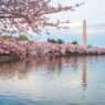 10 Best Cherry Blossom Places in the US