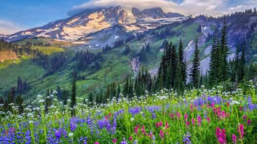 12 Best Wildflower Drives in the US