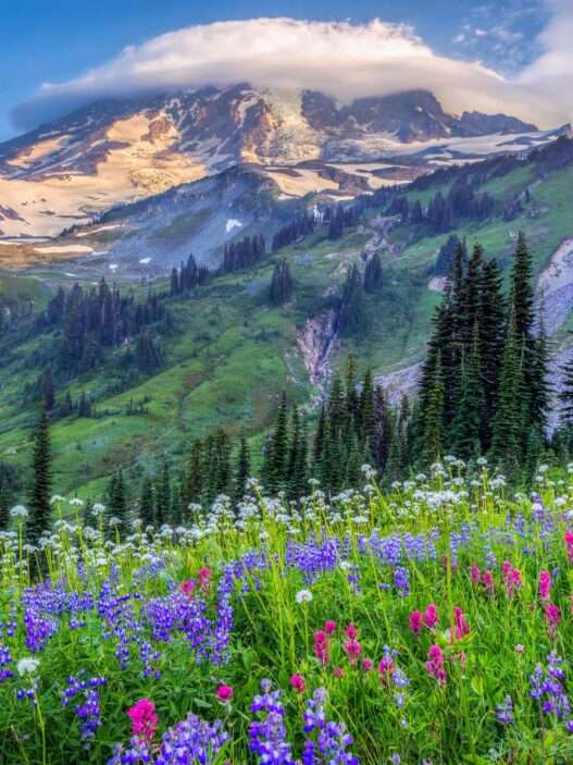 12 Best Wildflower Drives in the US