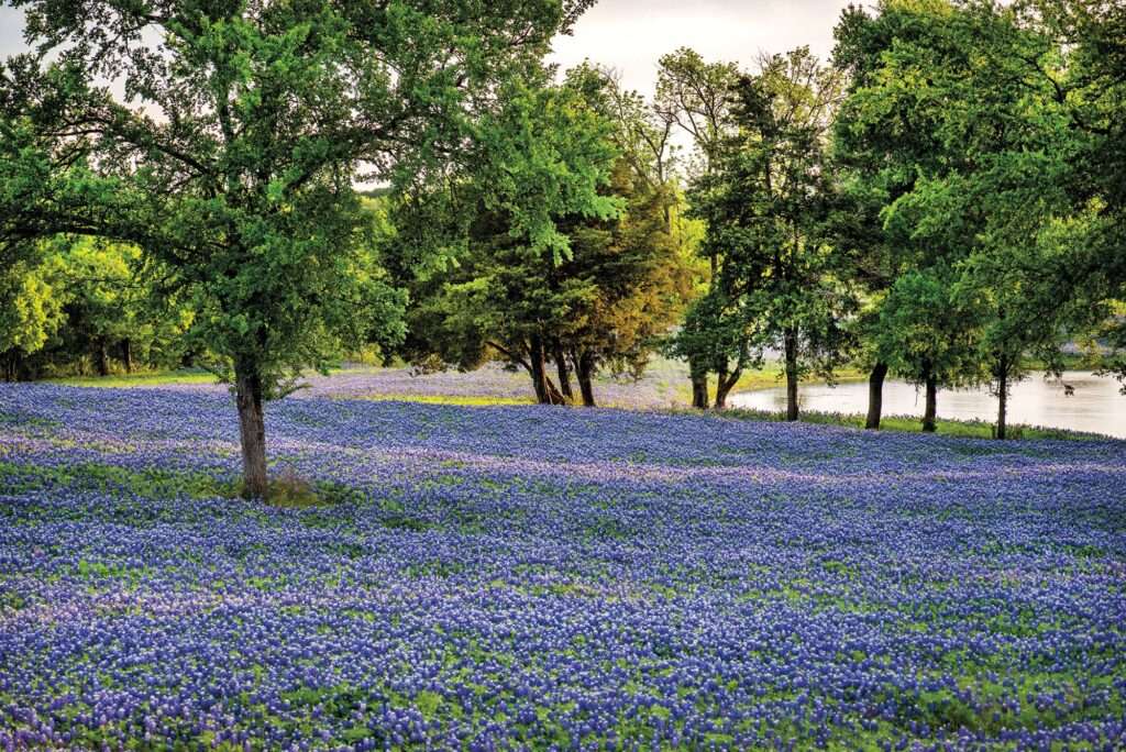 Ennis Bluebonnet Trails, Texas