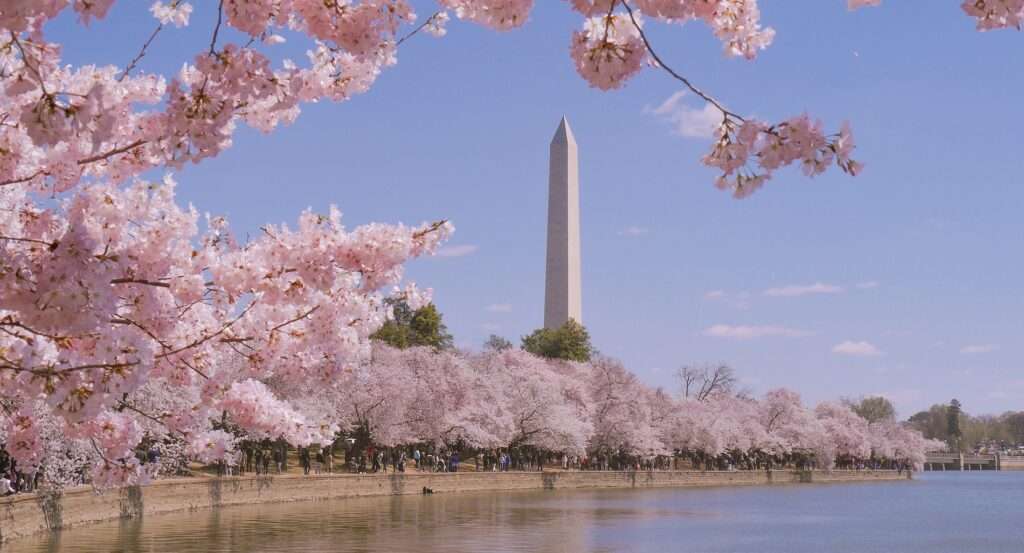 National Cherry Blossom Festival — Washington, D.C.