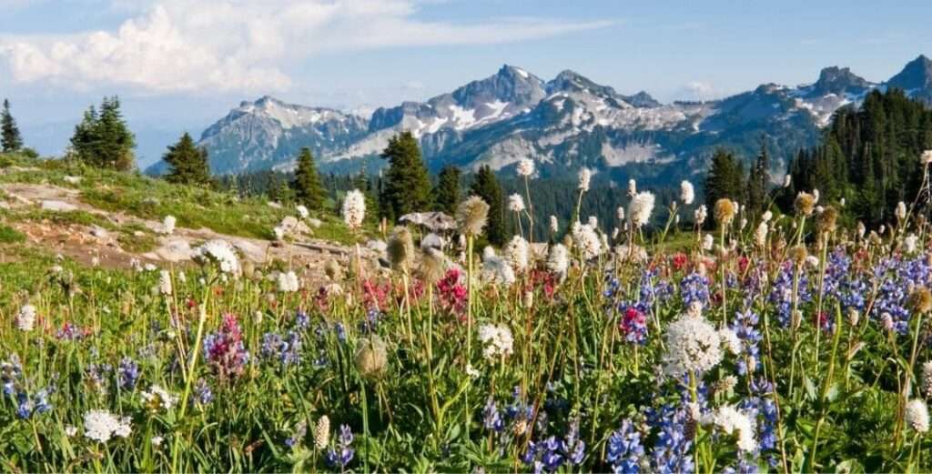 Paradise and Stevens Canyon Road, Mount Rainier National Park, Washington