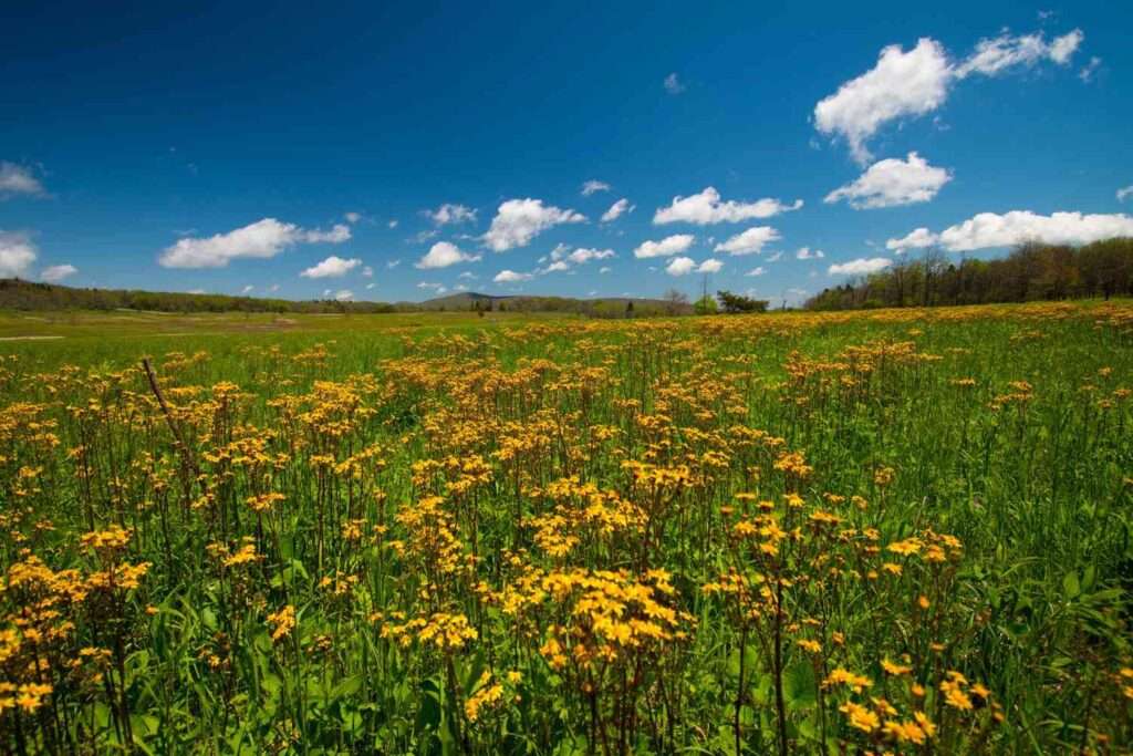 Skyline Drive, Shenandoah National Park, Virginia