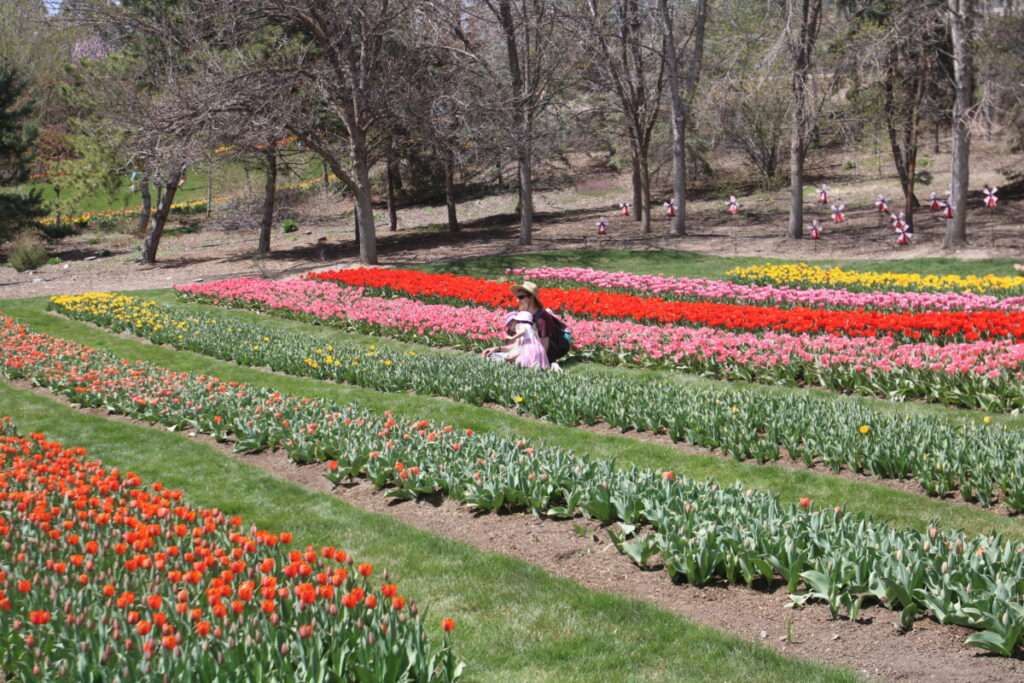 3. Thanksgiving Point Tulip Festival — Lehi, Utah