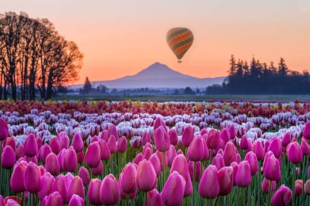 2. Wooden Shoe Tulip Festival — Woodburn, Oregon