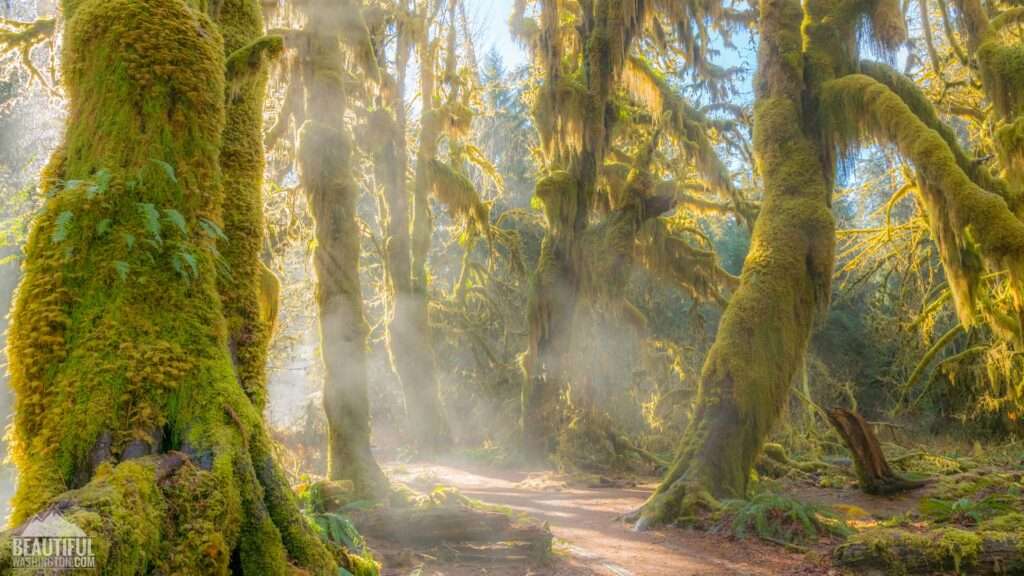 4. Hall of Mosses – Olympic National Park, Washington