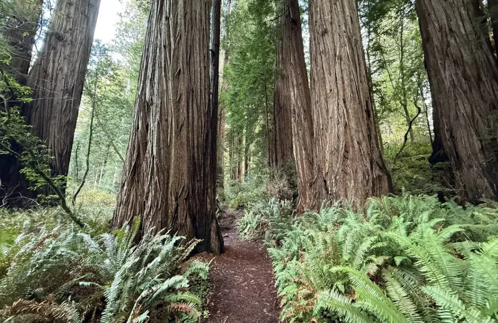 8. Tall Trees Grove – Redwood National Park, California