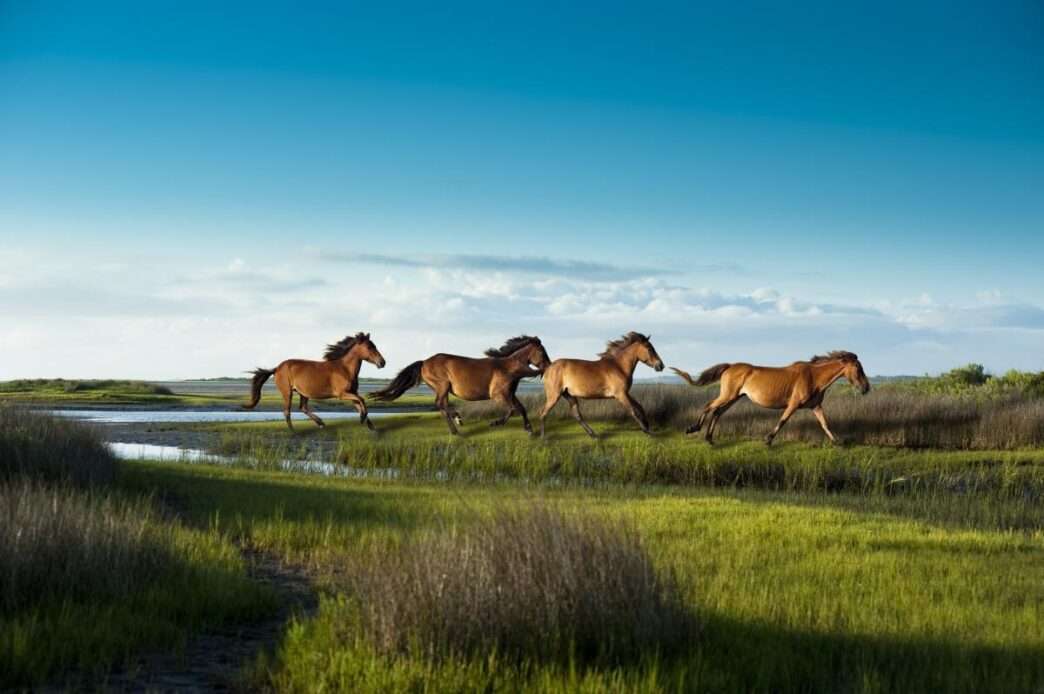 10 Best Places to See Wild Horses Running Free in America