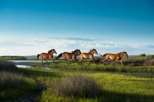 10 Best Places to See Wild Horses Running Free in America