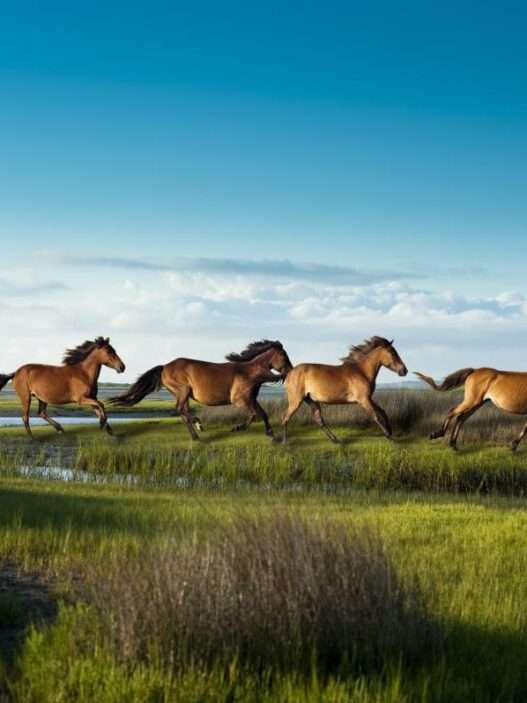 10 Best Places to See Wild Horses Running Free in America