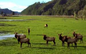12 Best Places to See Elk Bugling and Fall Wildlife in the US