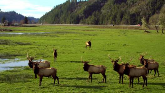 12 Best Places to See Elk Bugling and Fall Wildlife in the US