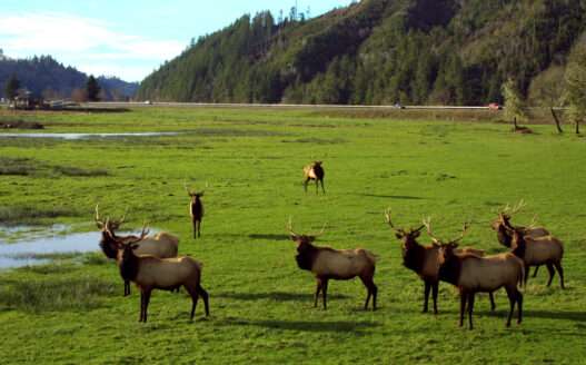 12 Best Places to See Elk Bugling and Fall Wildlife in the US