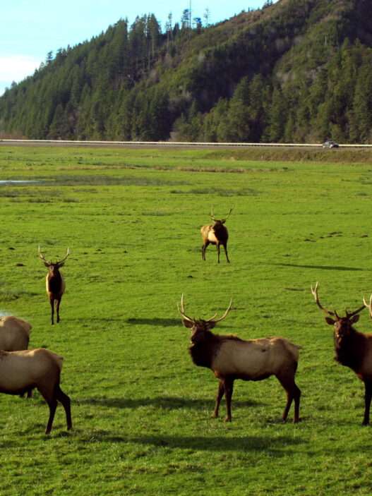 12 Best Places to See Elk Bugling and Fall Wildlife in the US