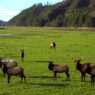 12 Best Places to See Elk Bugling and Fall Wildlife in the US